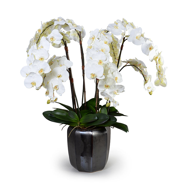 Phalaenopsis Orchid x12 in Porcelain, 40"H