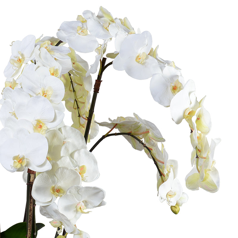 Phalaenopsis Orchid x12 in Porcelain, 40"H