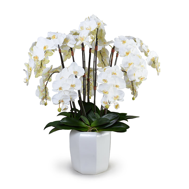 Phalaenopsis Orchid x12 in Porcelain, 40"H