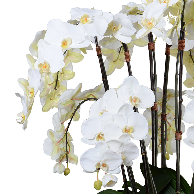 Phalaenopsis Orchid x12 in Porcelain, 40"H