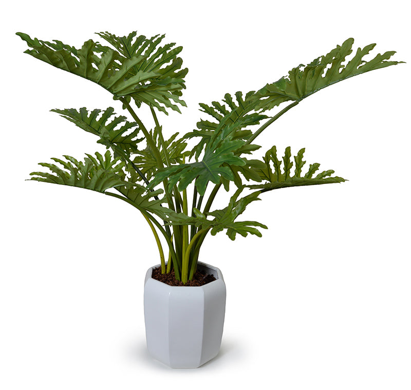 Philodendron Selloum Plant