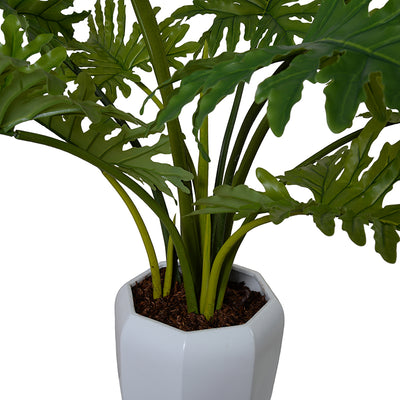 Philodendron Selloum Plant