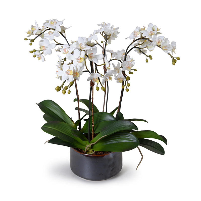 Mini Phalaenopsis Orchid x4