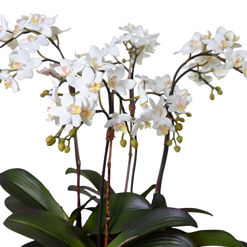 Mini Phalaenopsis Orchid x4
