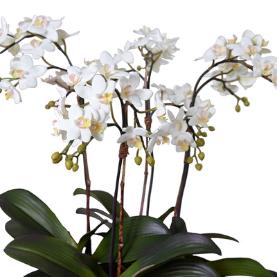 Mini Phalaenopsis Orchid x4