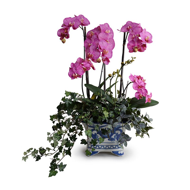 Phalaenopsis Orchid w/Vines in Blue & White Vase