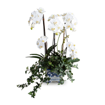 Phalaenopsis Orchid w/Vines in Blue & White Vase