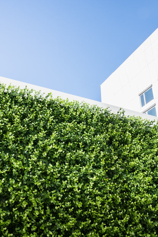Premium UV Boxwood