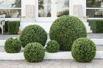 UV Resistant Wholesale Artificial Boxwood Balls Outdoor - Enduraleaf by New Growth Designs