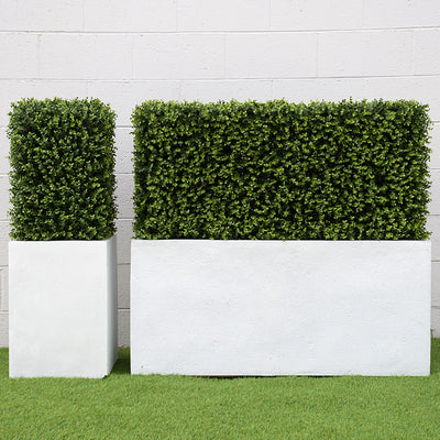 Boxwood Hedge in Planter 42"H