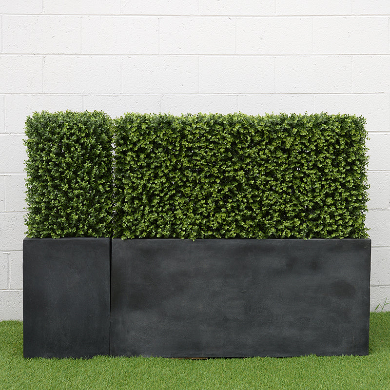 Boxwood Hedge in Planter 42"H