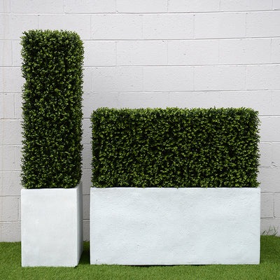 Boxwood Hedge in Planter 42"H