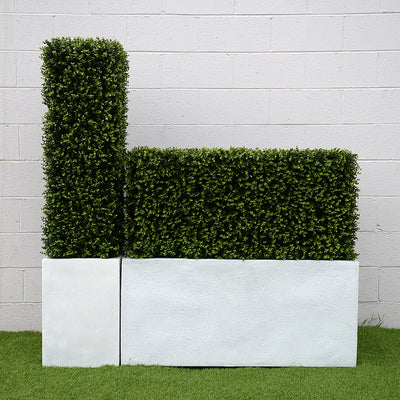 Boxwood Hedge in Planter 42"H