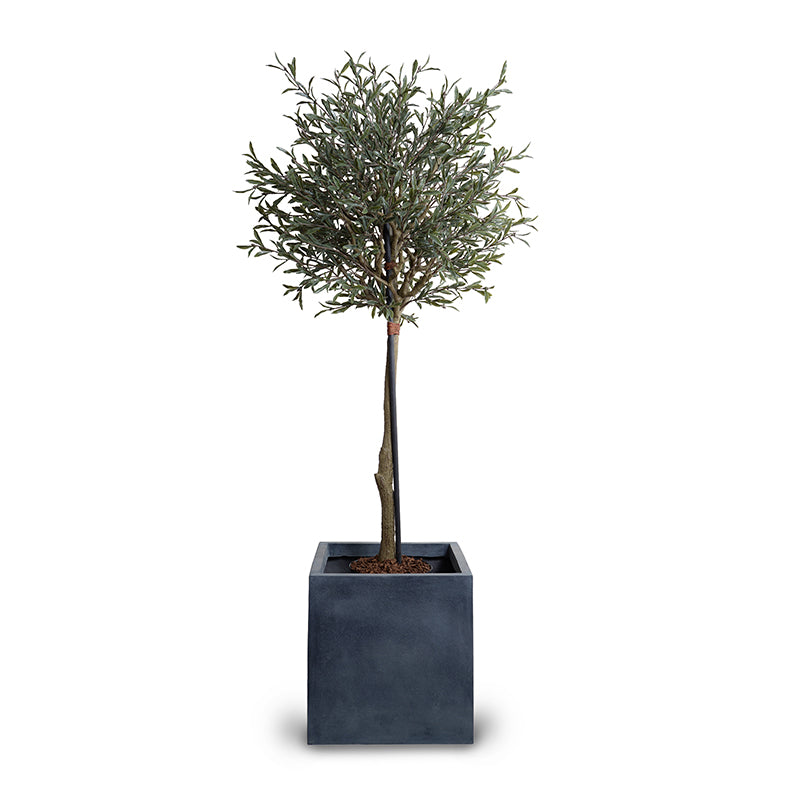 Olive Single Topiary