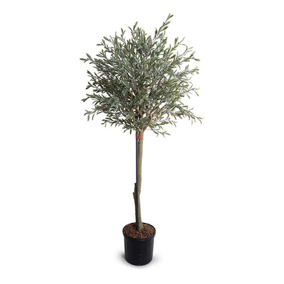 Olive Single Topiary
