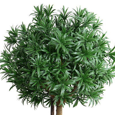 Podocarpus Yew Topiary