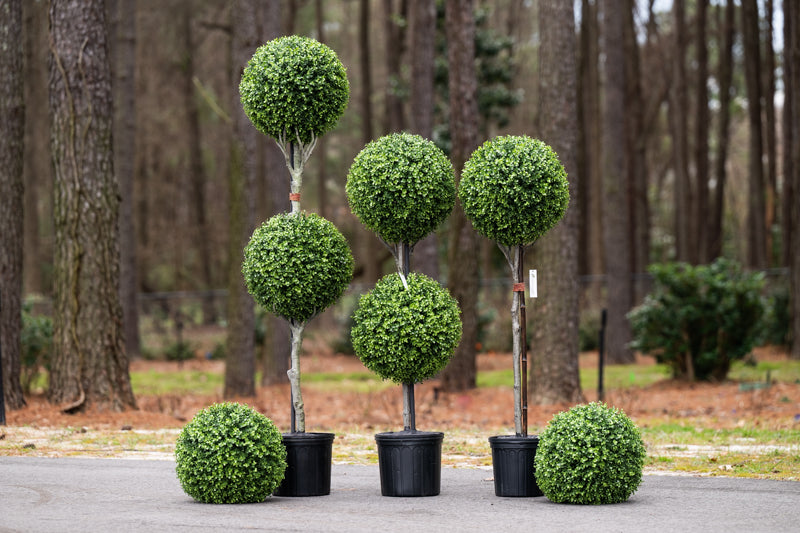 Boxwood Ball Double Topiary 70"H