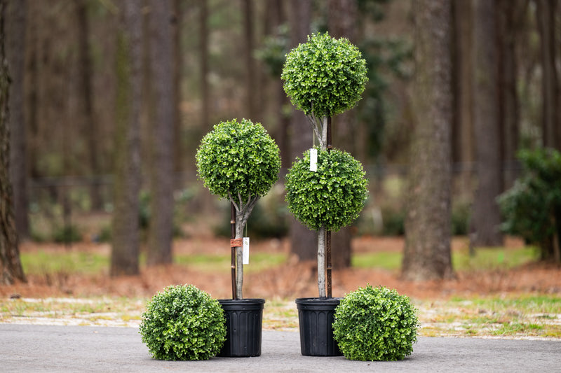 Boxwood Ball Double Topiary 50"H