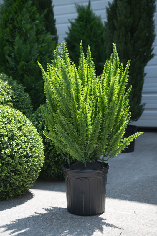 foxtail pot plant Foxtail Fern 30"H – New Growth Designs