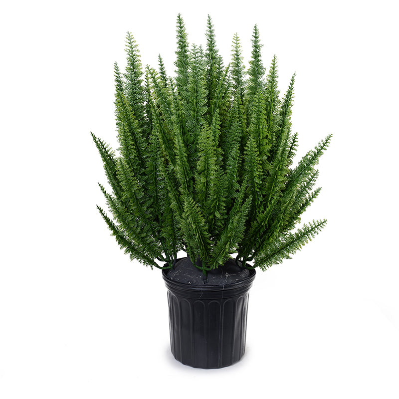 Foxtail Fern plant, 30"H