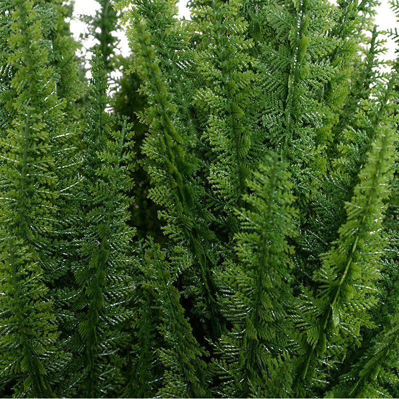 Foxtail Fern plant, 30"H