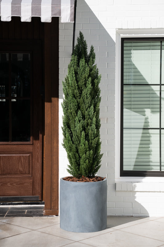 Italian Cypress Tree – New Growth Designs