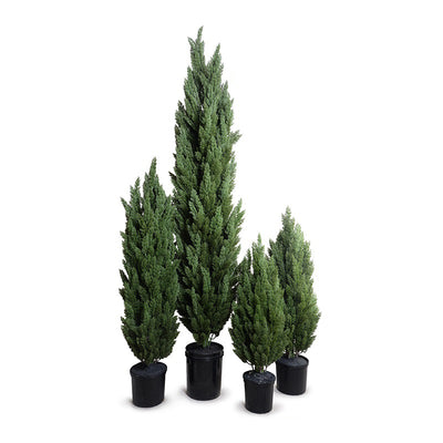 Italian Cypress Tree 4'H