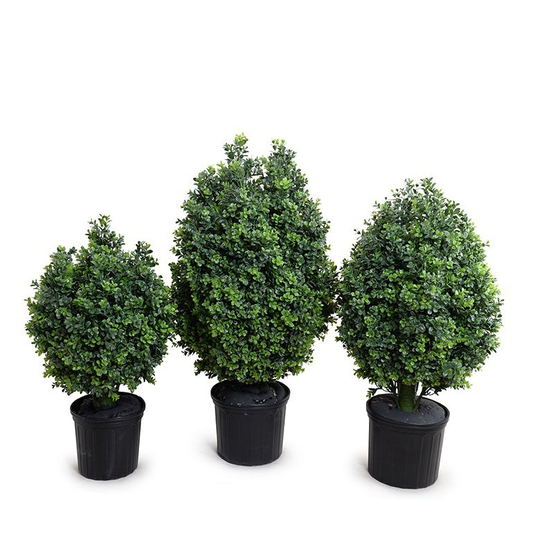Boxwood Shrub