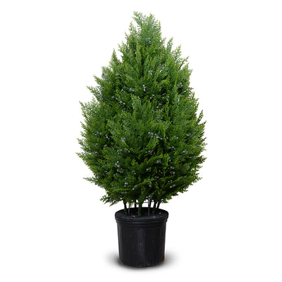 Arborvitae Shrub