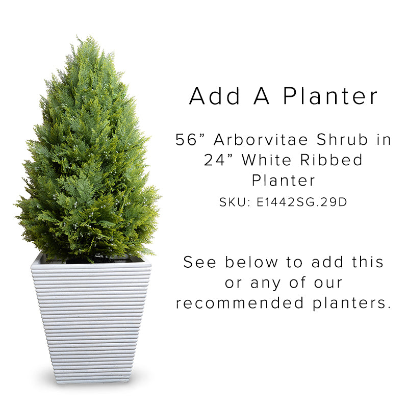 Arborvitae Shrub 56"H