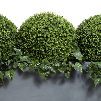 Boxwood Balls x3 with Ivy vines in 65" Planter, 41"H