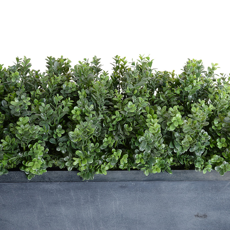 bushy box planters Boxwood Shrub Hedge Planters – New Growth Designs