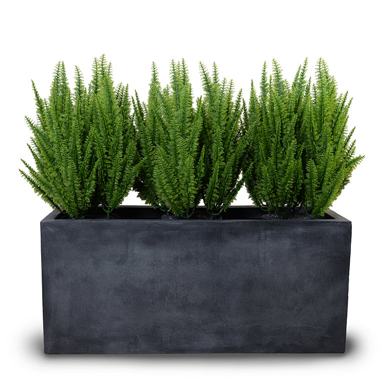 Foxtail Fern in 45" Planter 45"H