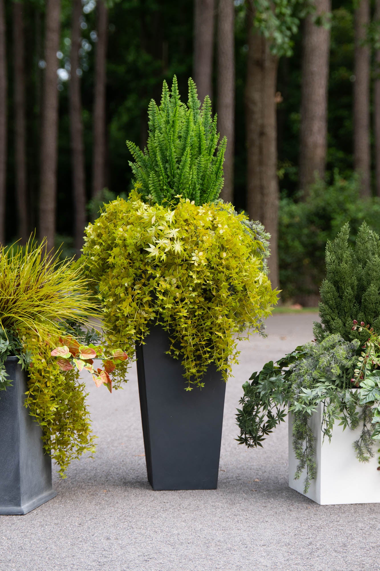 Vining Fern Foxtail Fern & Vines Arrangement – New Growth Designs