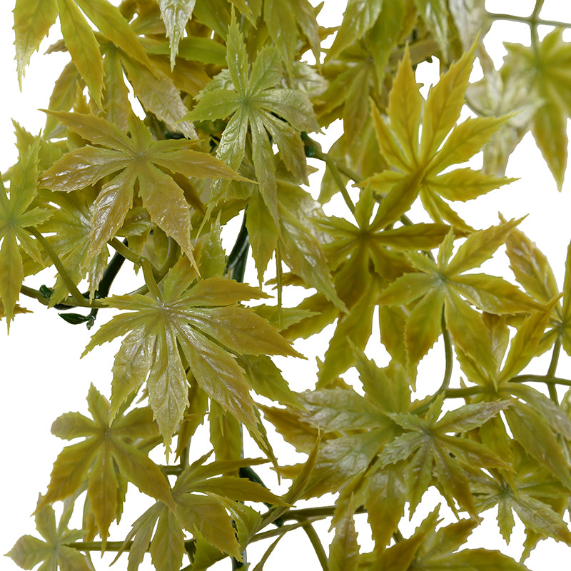 Japanese Maple Leaf Vine 6'