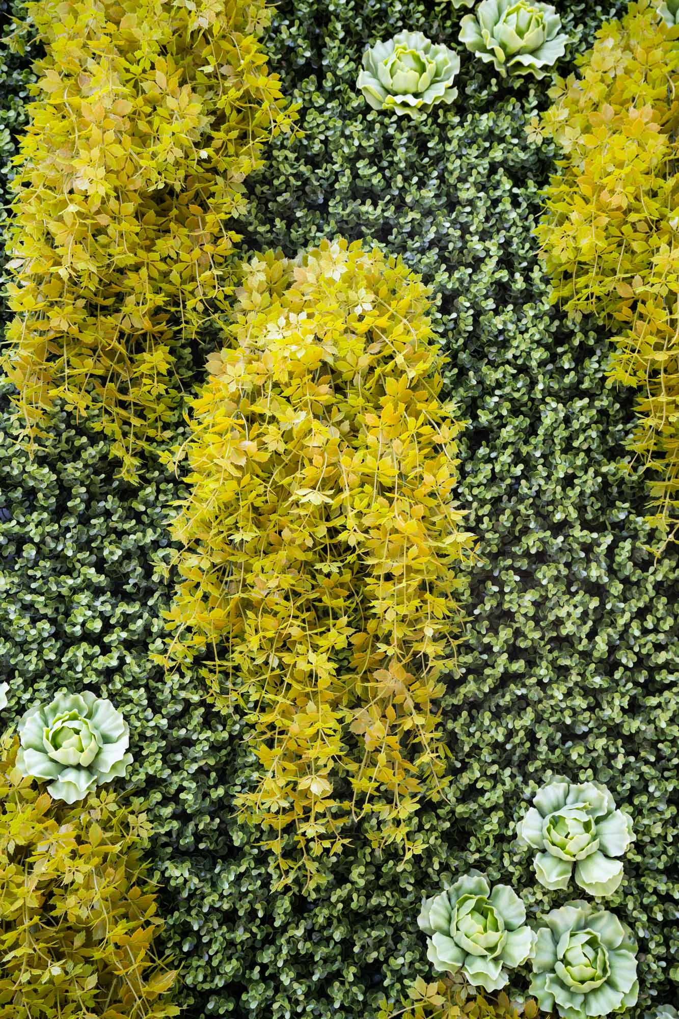Wallscape 4' x 8' Green Wallscape Kit - Boxwood, Ginseng vines, Succulents – New ...