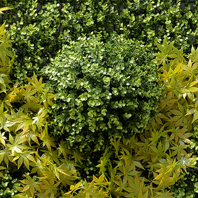 4' x 8' Green Wallscape Kit - Boxwood, Half-balls, Maple Ivy