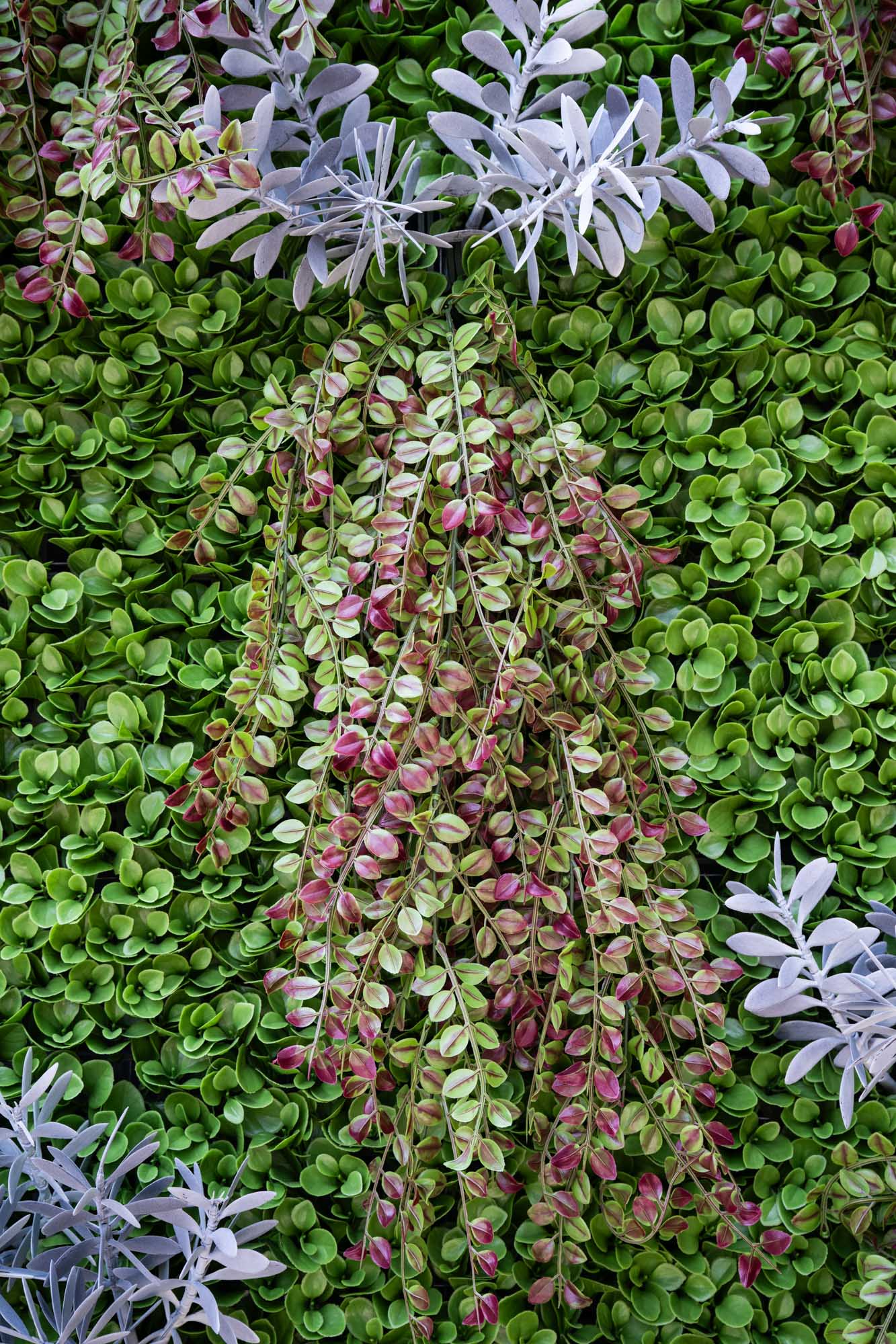 Wallscape 4' x 8' Green Wallscape Kit - Peperomia, Vinca, Succulents – New Growth ...