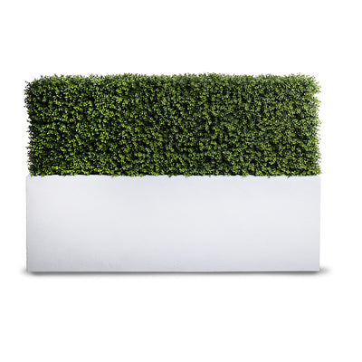 Boxwood Hedge in Planter 42"H