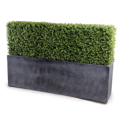 Boxwood Hedge in Planter 42"H