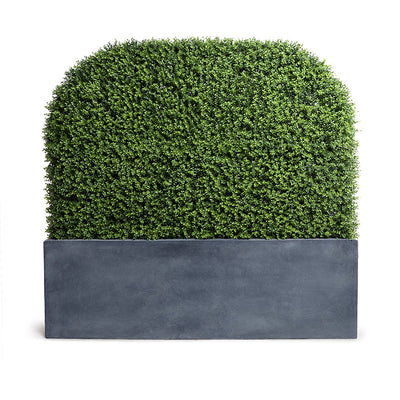 Boxwood Arc Hedge in Planter 62"H