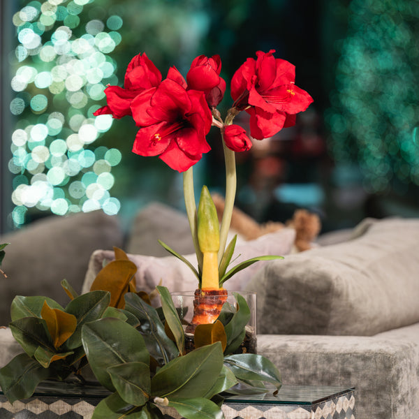 Holiday Floral Designs