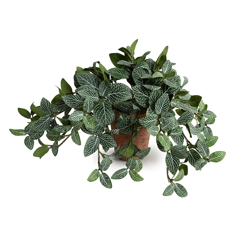 Realistic Fittonia (Mosaic) Wholesale Artificial Indoor Plant in Terracotta Tom Pot - New Growth Designs