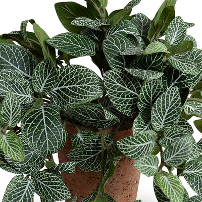 Fittonia (Mosaic) Plant in Terracotta Tom Pot
