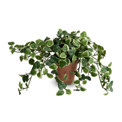 Wholesale Artificial Pumila Creeping Fig Plant in Terracotta Tom Pot Indoor - New Growth Designs