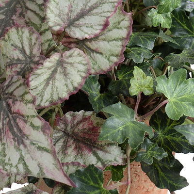 Begonia, Fittonia, Ivy in Terracotta Tom Pot
