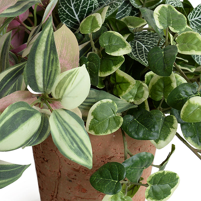 creeping inch plant Creeping Fig, Fittonia & Inch Plants in Terracotta 12