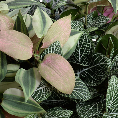 Fittonia, Inch Plants in clay bowl