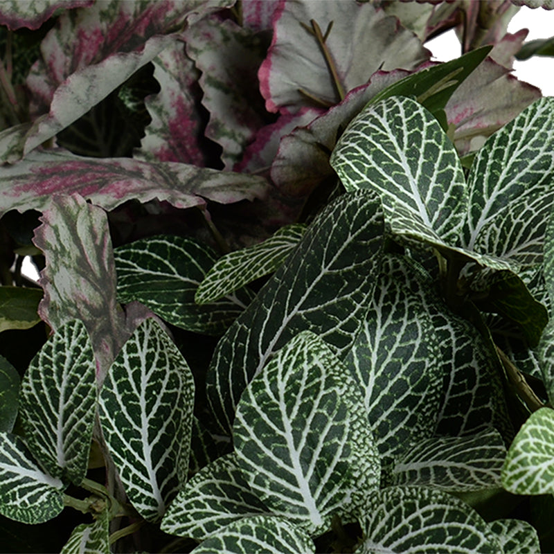 Fittonia, Creeping Fig, Rex Begonia in clay bowl