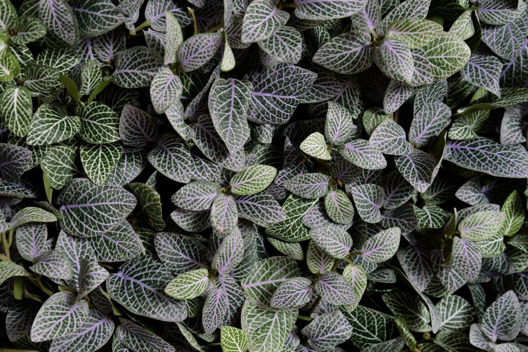 Fittonia (Mosaic) bush, 10"L - Green-purple
